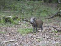 images/Sanglier/sanglier-22-aout-2015-04 copie.jpg